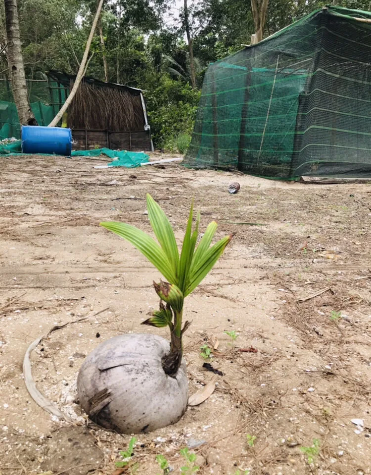 ココナッツ新芽