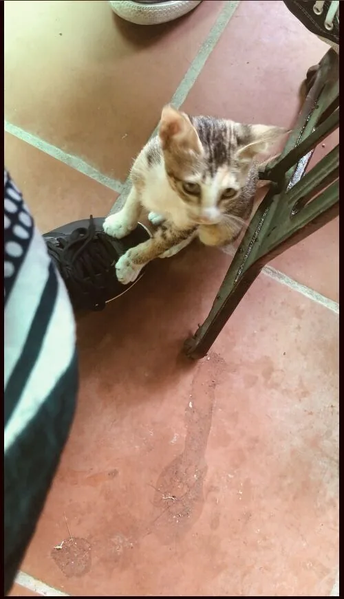 ローカル食堂猫