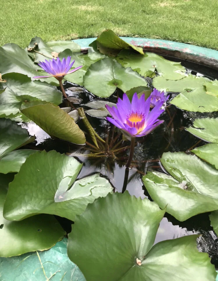 紫水蓮