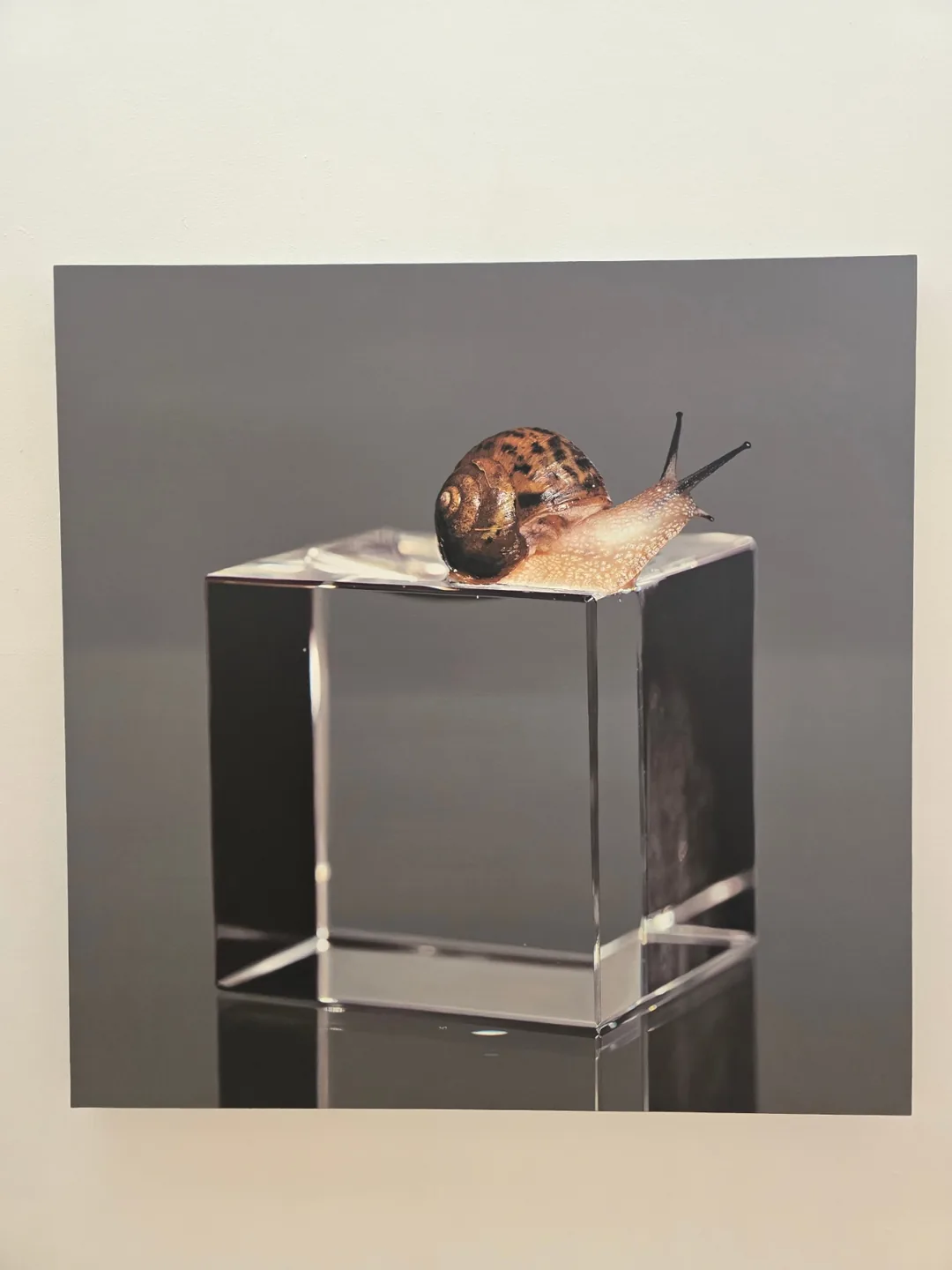 🐸🐸>>(Đời thường) Bảo tàng Nghệ thuật Mimesis