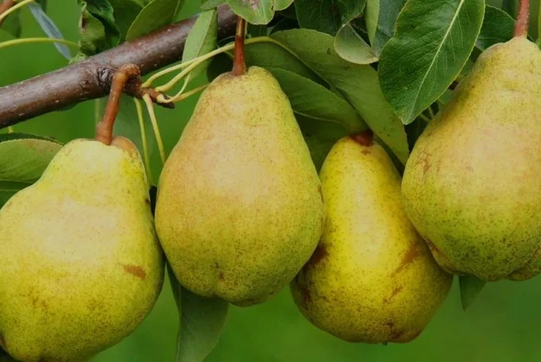 Chia sẻ thông tin🇻🇳 Tổng hợp trái cây theo mùa của Việt Nam theo từng tháng!
