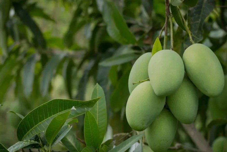 Chia sẻ thông tin🇻🇳 Tổng hợp trái cây theo mùa của Việt Nam theo từng tháng!