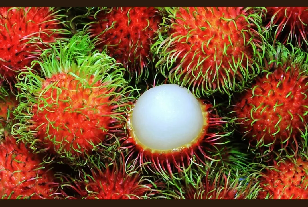 Chia sẻ thông tin🇻🇳 Tổng hợp trái cây theo mùa của Việt Nam theo từng tháng!