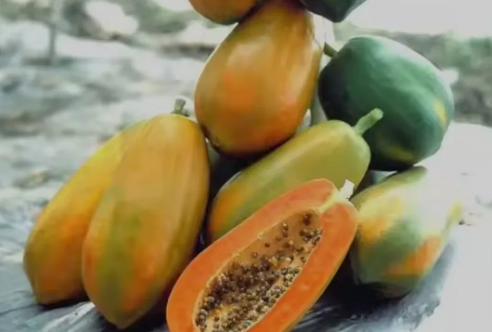 Chia sẻ thông tin🇻🇳 Tổng hợp trái cây theo mùa của Việt Nam theo từng tháng!