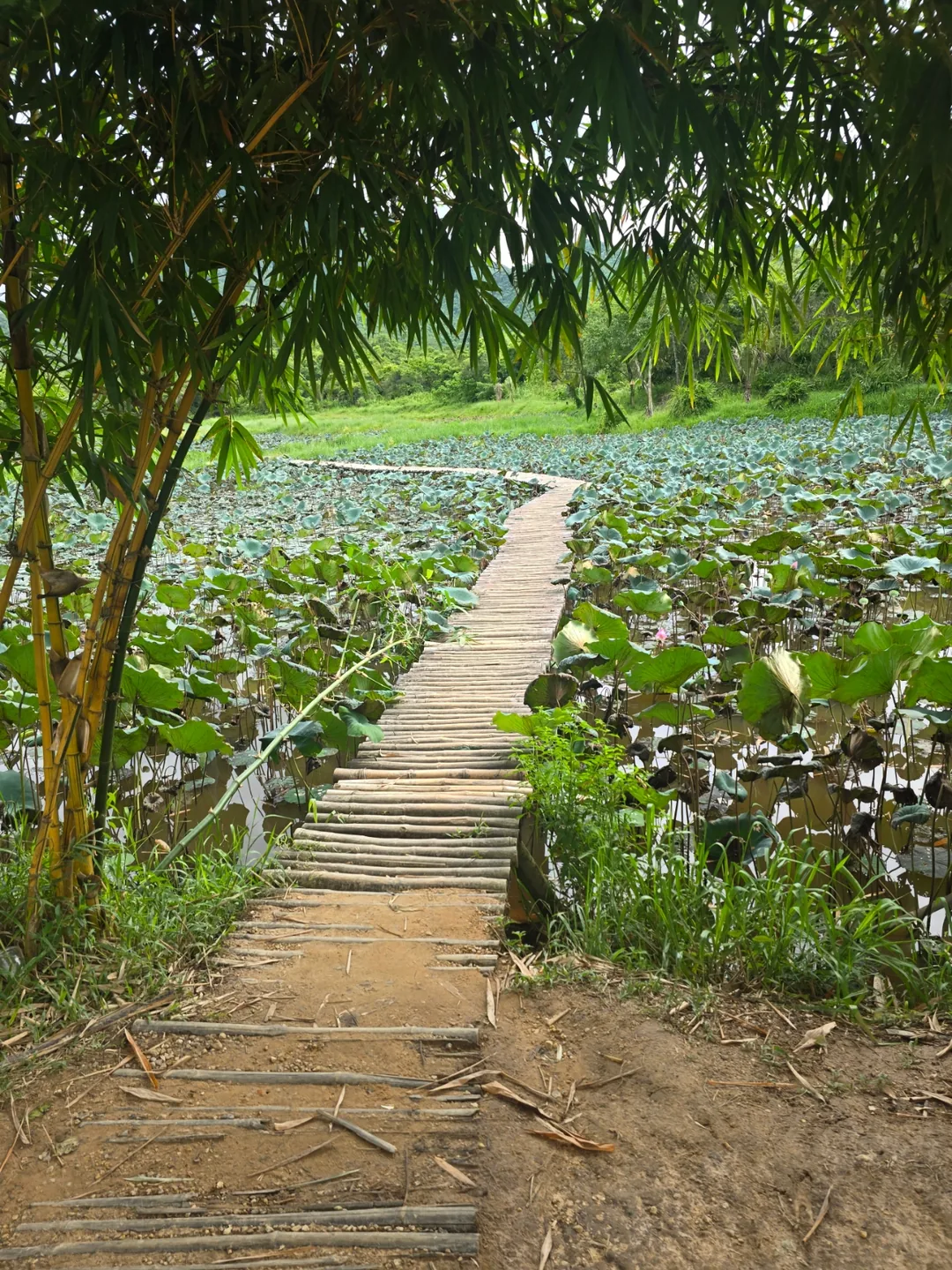 (🇻🇳 Phòng 6, 30/8 - 4/9) Nhật ký du lịch.. Thánh địa Mỹ Sơn (Được dịch là "Tôi sẽ đi gặp con trai tôi!!!!")