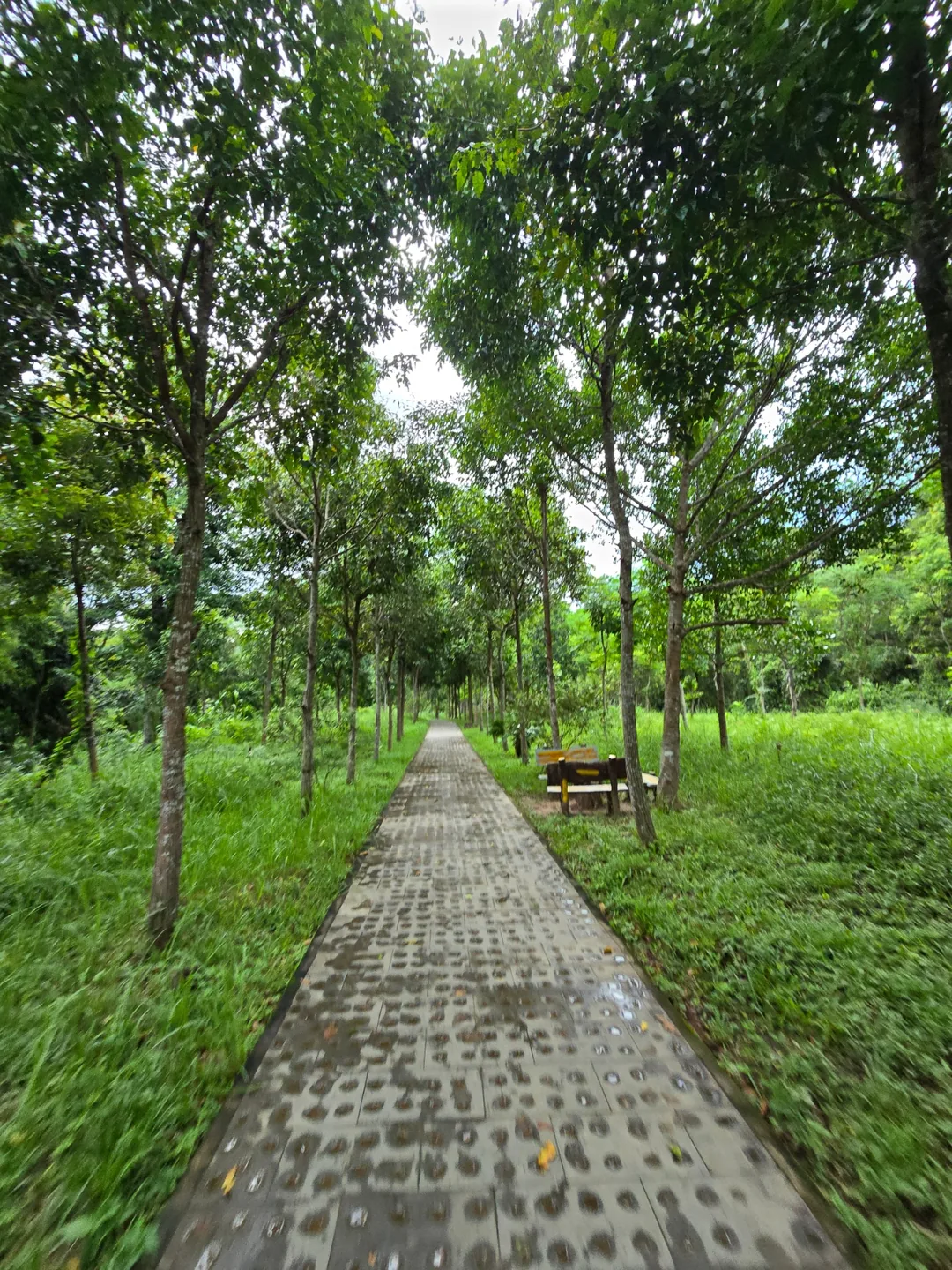 (🇻🇳 Phòng 6, 30/8 - 4/9) Nhật ký du lịch.. Thánh địa Mỹ Sơn (Được dịch là "Tôi sẽ đi gặp con trai tôi!!!!")