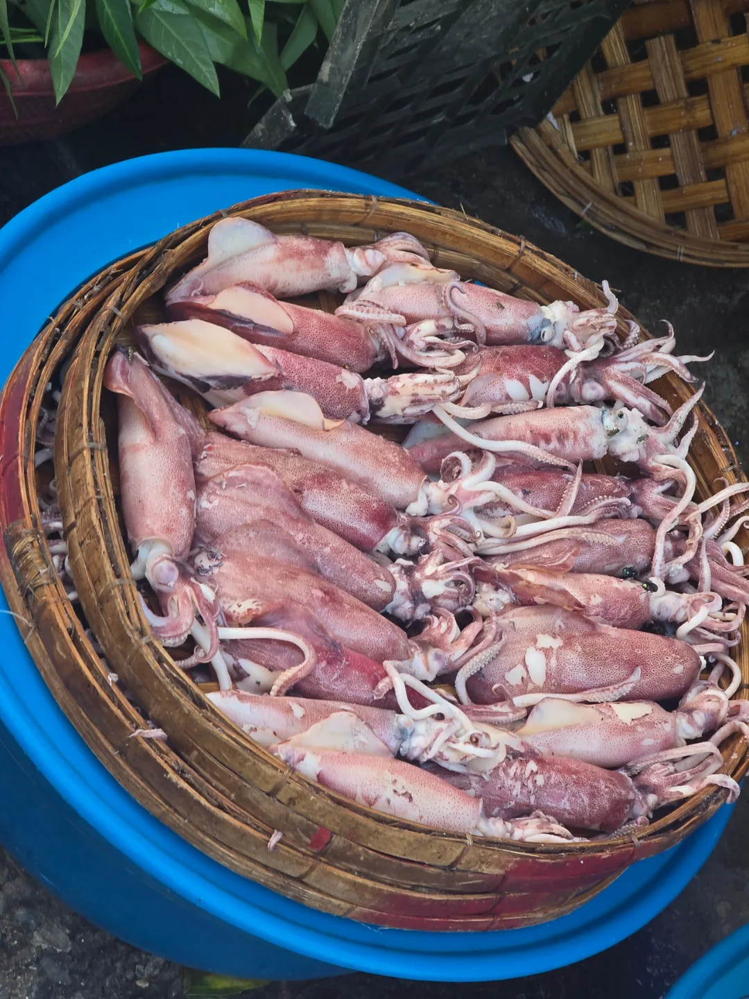 (🇻🇳 Phòng 6 30/8 - 4/9) Nhật ký du lịch.. Hải sản chợ sớm