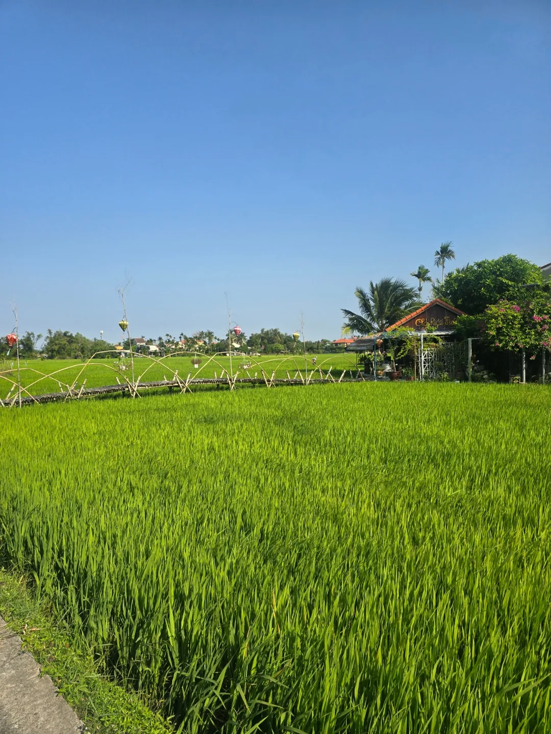 Đánh giá ngày 7🛫🇻🇳 Quán cà phê view ruộng lúa đẹp ở Hội An