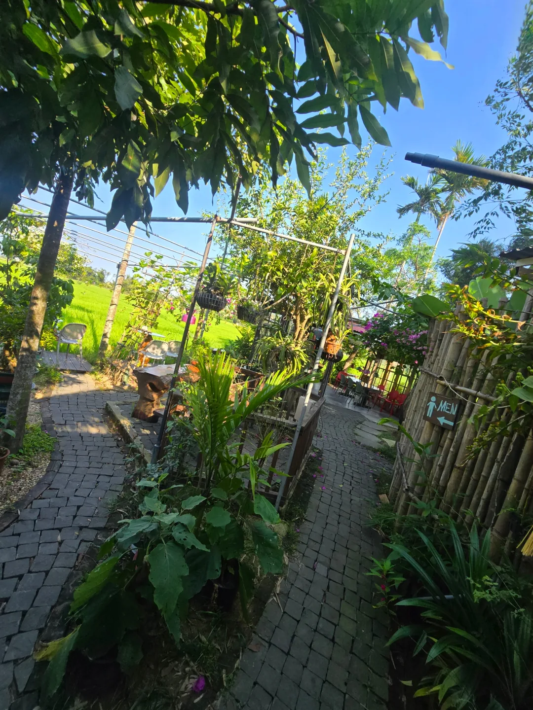 Đánh giá ngày 7🛫🇻🇳 Quán cà phê view ruộng lúa đẹp ở Hội An