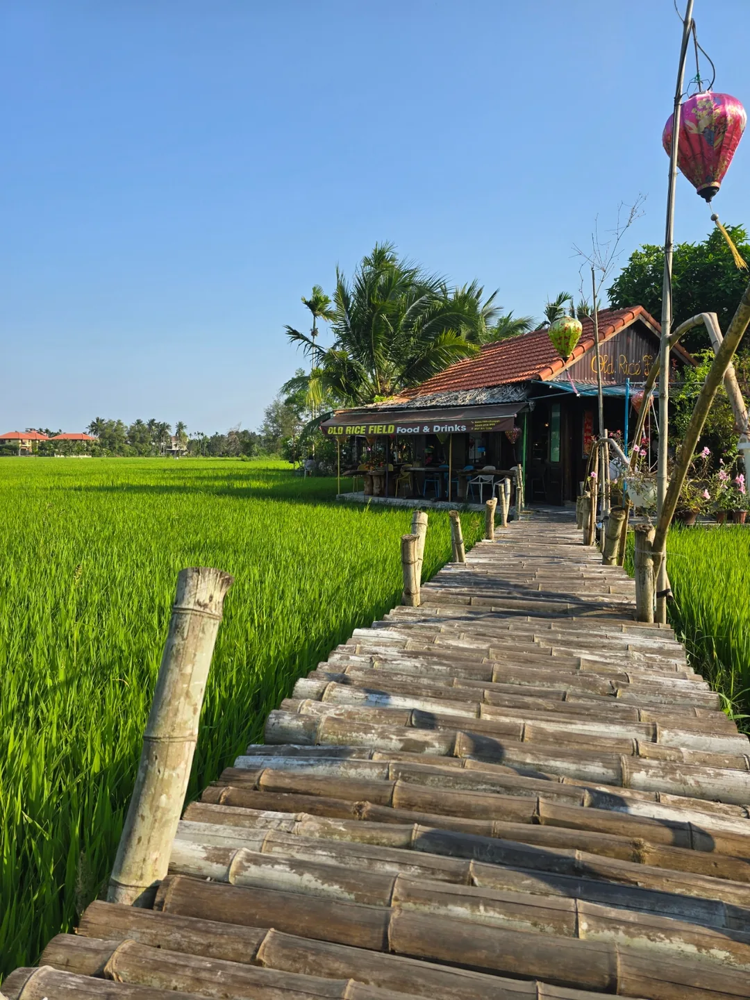 Đánh giá ngày 7🛫🇻🇳 Quán cà phê view ruộng lúa đẹp ở Hội An