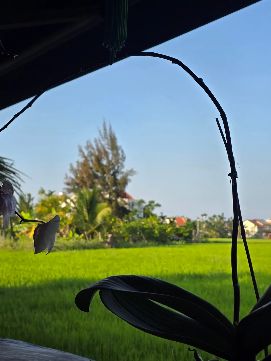 Đánh giá ngày 7🛫🇻🇳 Quán cà phê view ruộng lúa đẹp ở Hội An