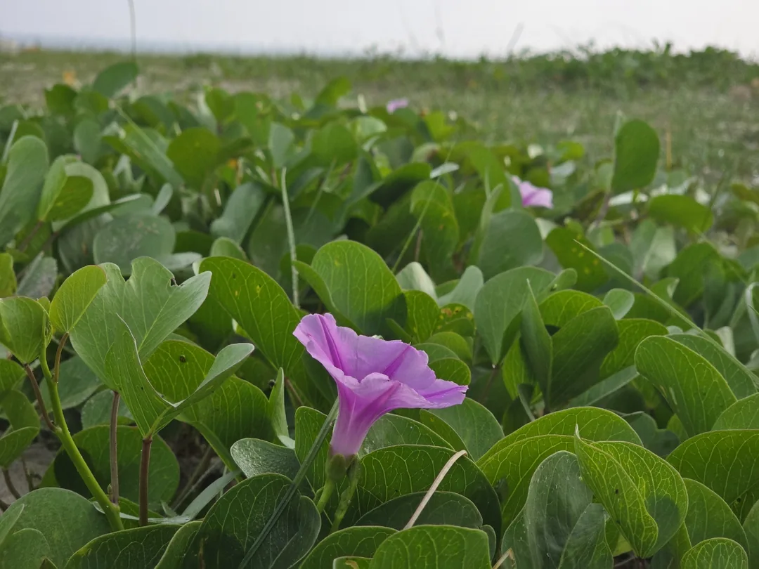 Tận hưởng bãi biển riêng tại Shilla Monogram Đà Nẵng 🏖️