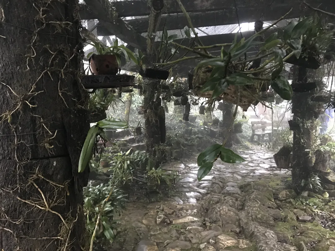 沙壩(Sapa)旅遊攻略|梯田、健行與少數民族村落完整指南(