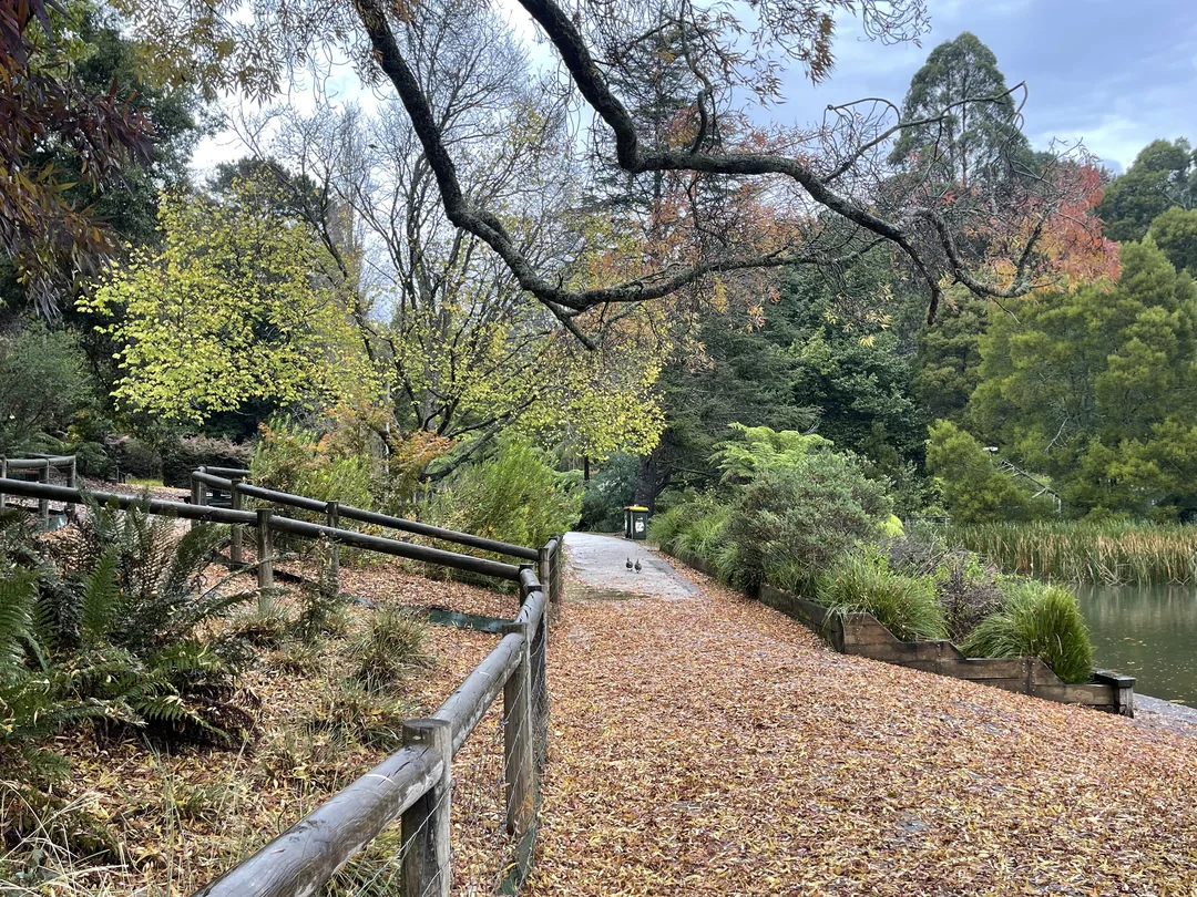 墨爾本自由行 Day3|普芬比利蒸汽火車+企鵝歸巢體驗:最難