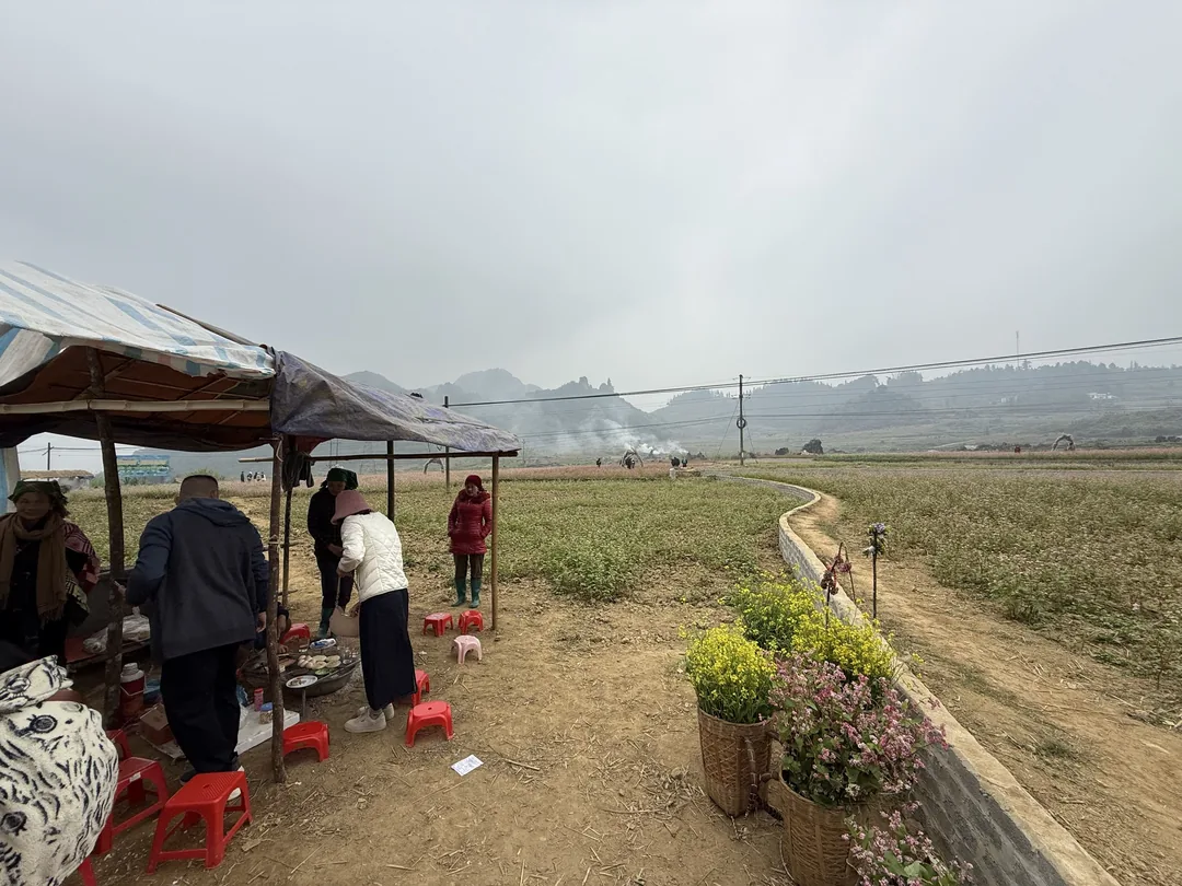 南潭村的金黃與紫紅色花田交錯,充滿詩意的田園風光。