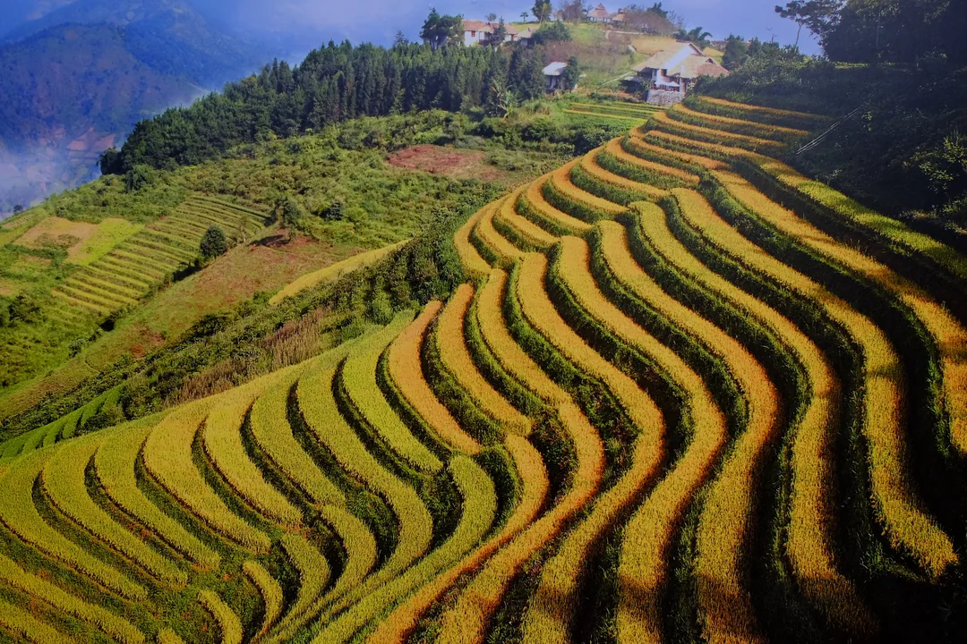 沙巴高山梯田景觀,越南北部山區特色風光