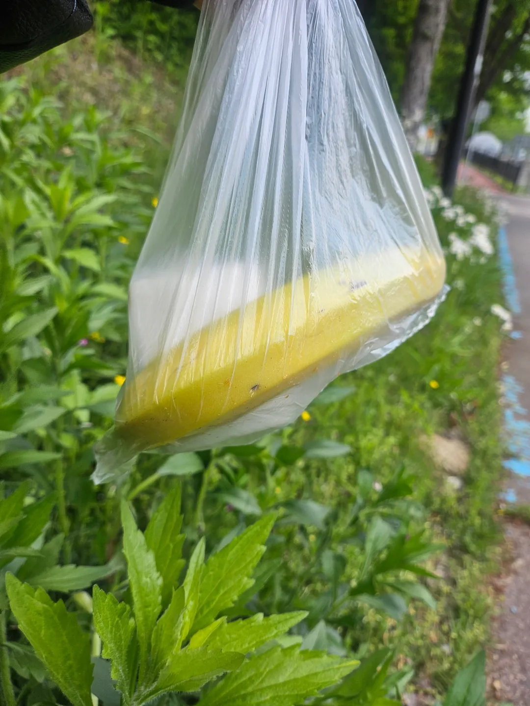 Bữa trưa đi dã ngoại nhé~^^