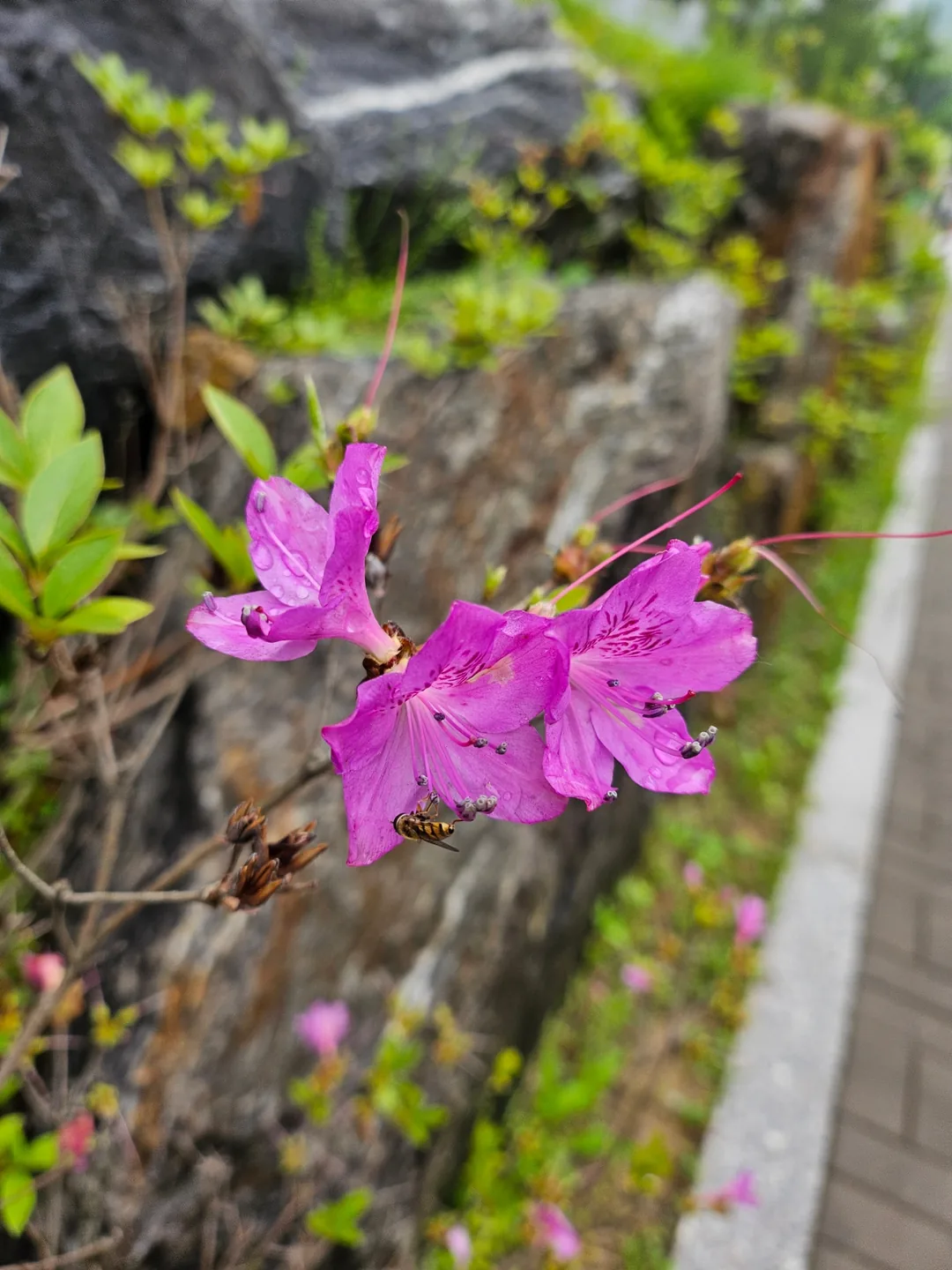 🍯 Hũ mật ong thì không thể cưỡng lại được~