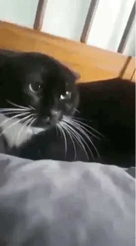 [Hài hước] 🐱 Nếu cho ngón tay vào miệng chú mèo đang giận dữ...^^