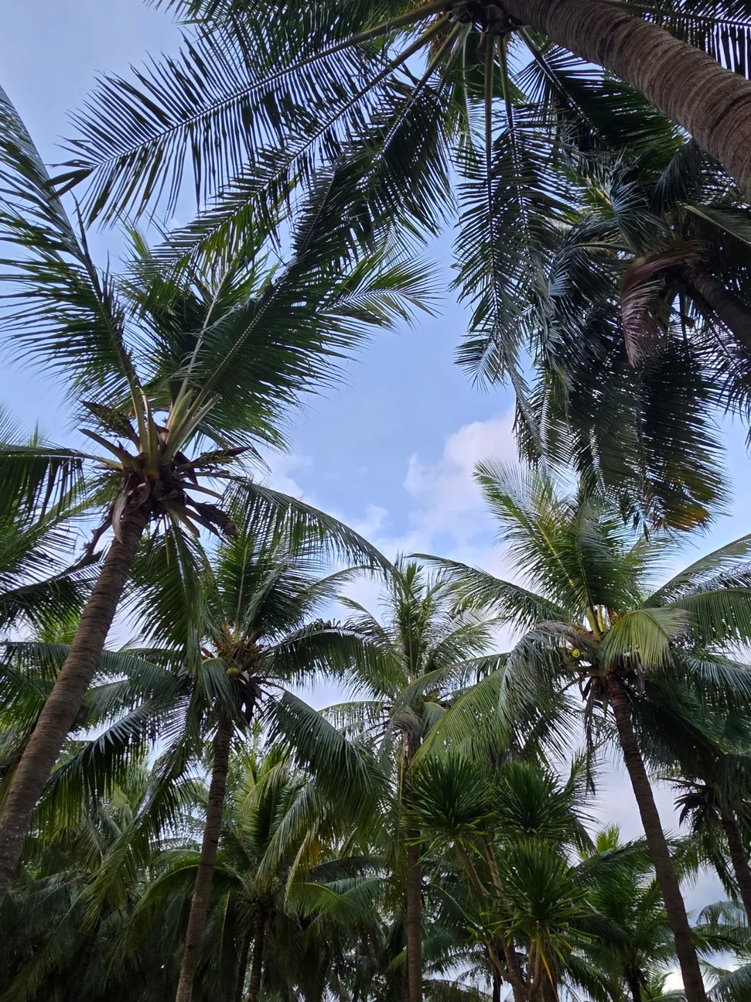🇻🇳 Hoàng hôn biển Mỹ Khê