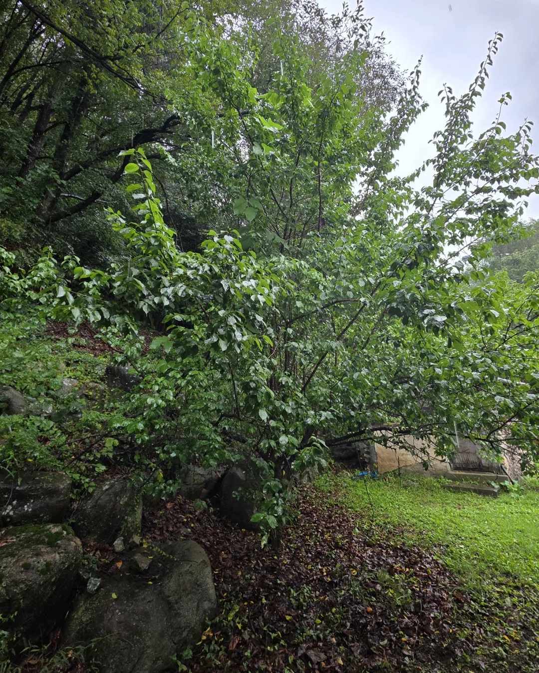 Buổi sáng trong rừng
