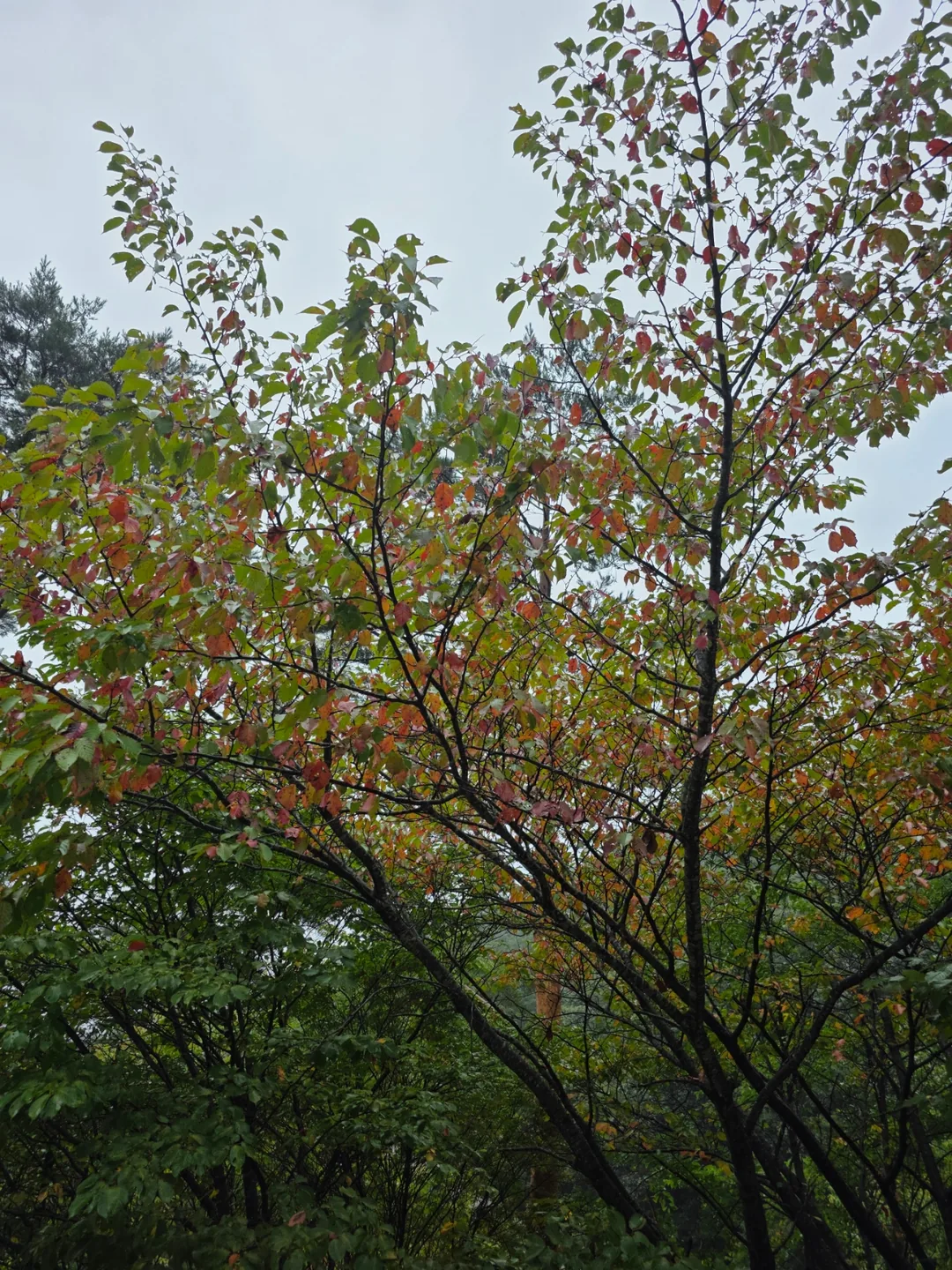 🇰🇷 Mùa thu đã đến núi Seoraksan 🍂
