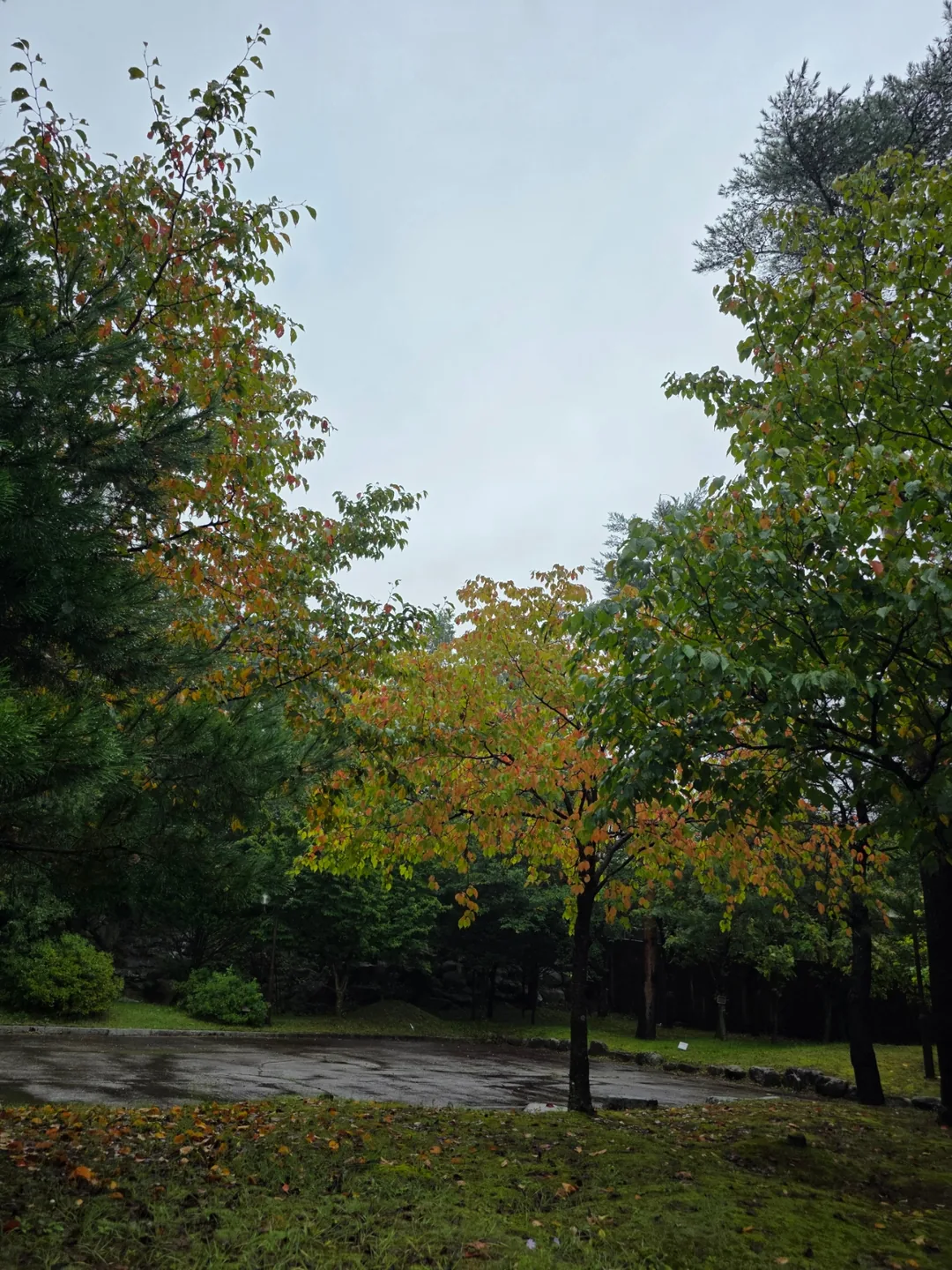 🇰🇷 Mùa thu đã đến núi Seoraksan 🍂