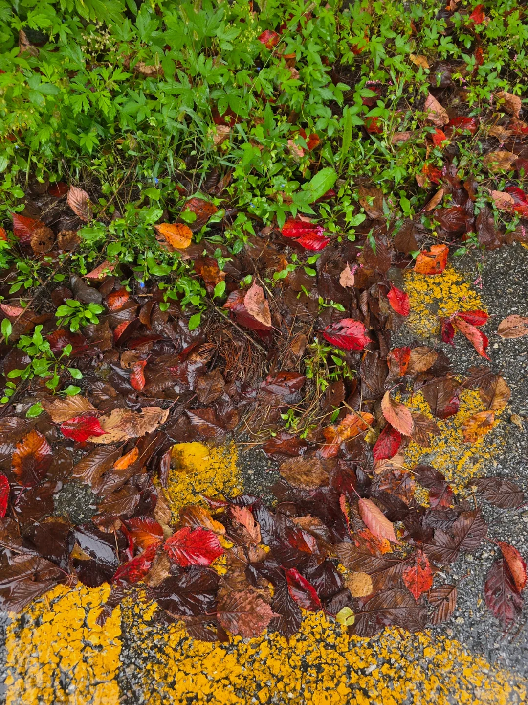 🇰🇷 Mùa thu đã đến núi Seoraksan 🍂