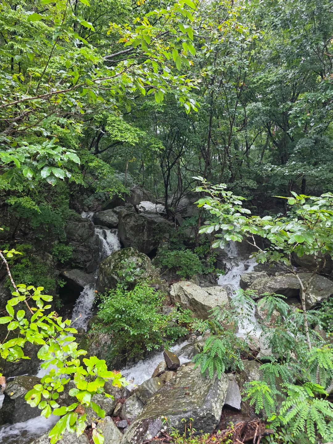 Đừng ăn chỉ vì chúng đẹp nhé~ Hãy nhường lại cho thiên nhiên🍄