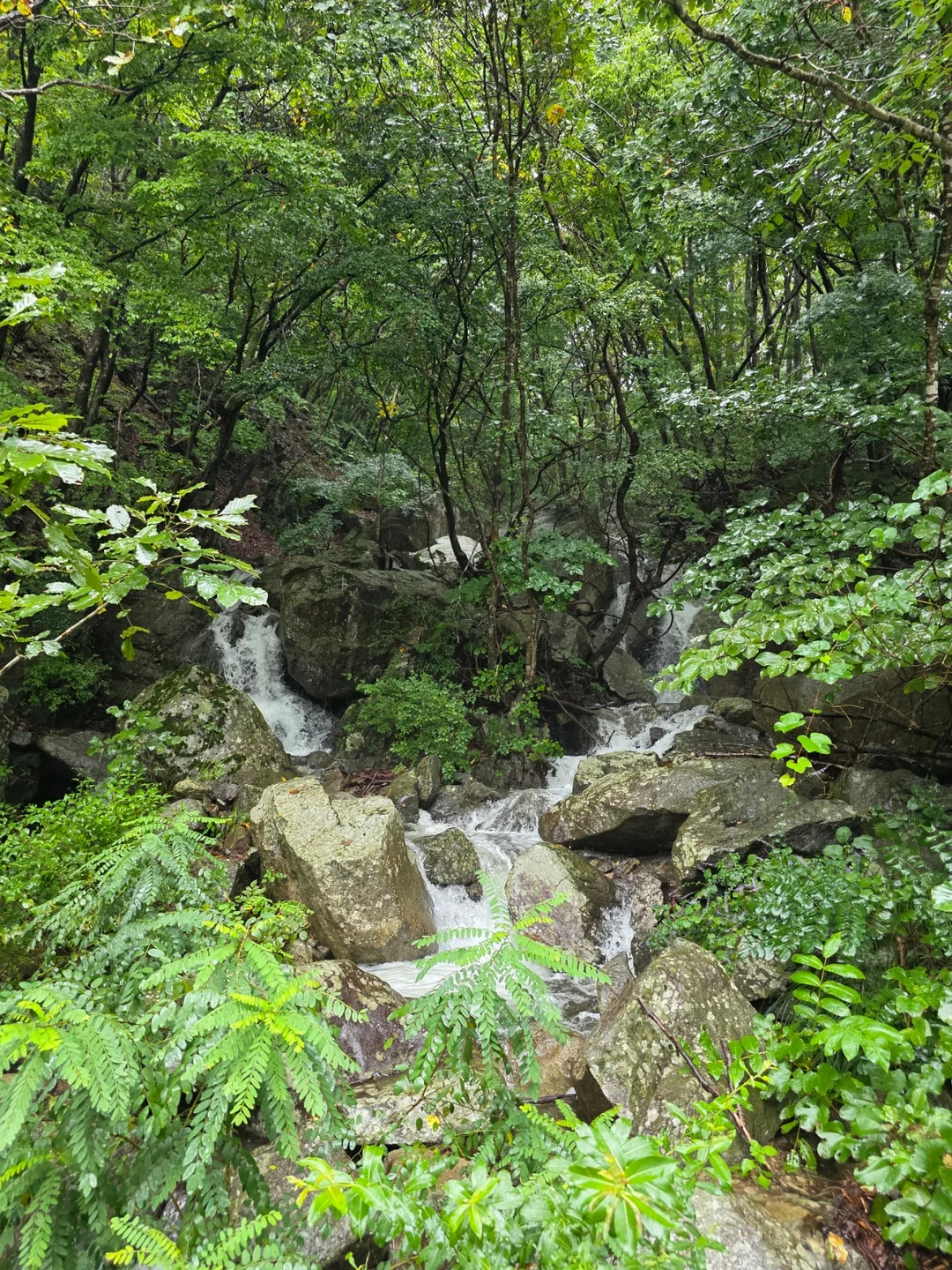 Đừng ăn chỉ vì chúng đẹp nhé~ Hãy nhường lại cho thiên nhiên🍄