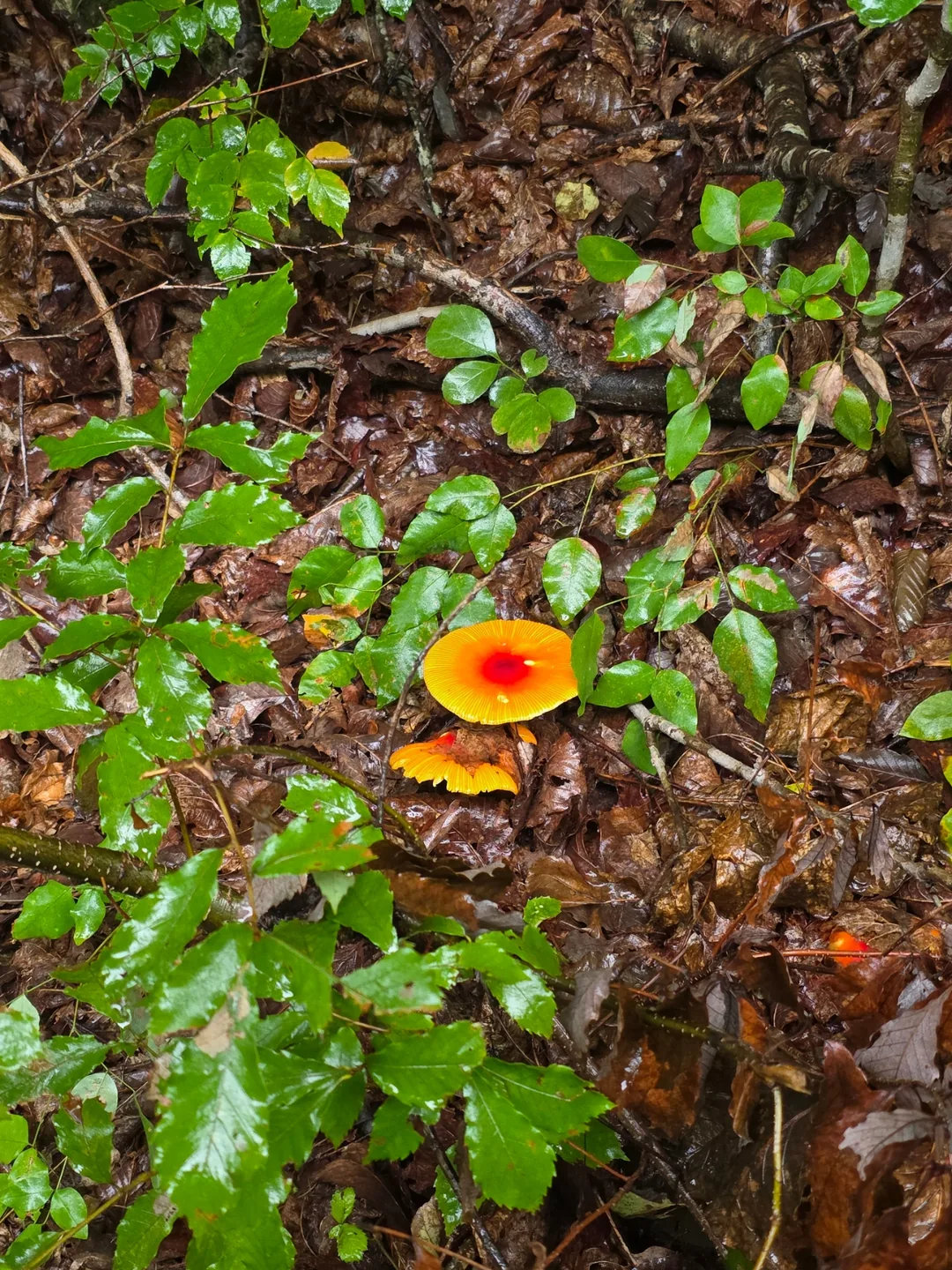 Đừng ăn chỉ vì chúng đẹp nhé~ Hãy nhường lại cho thiên nhiên🍄