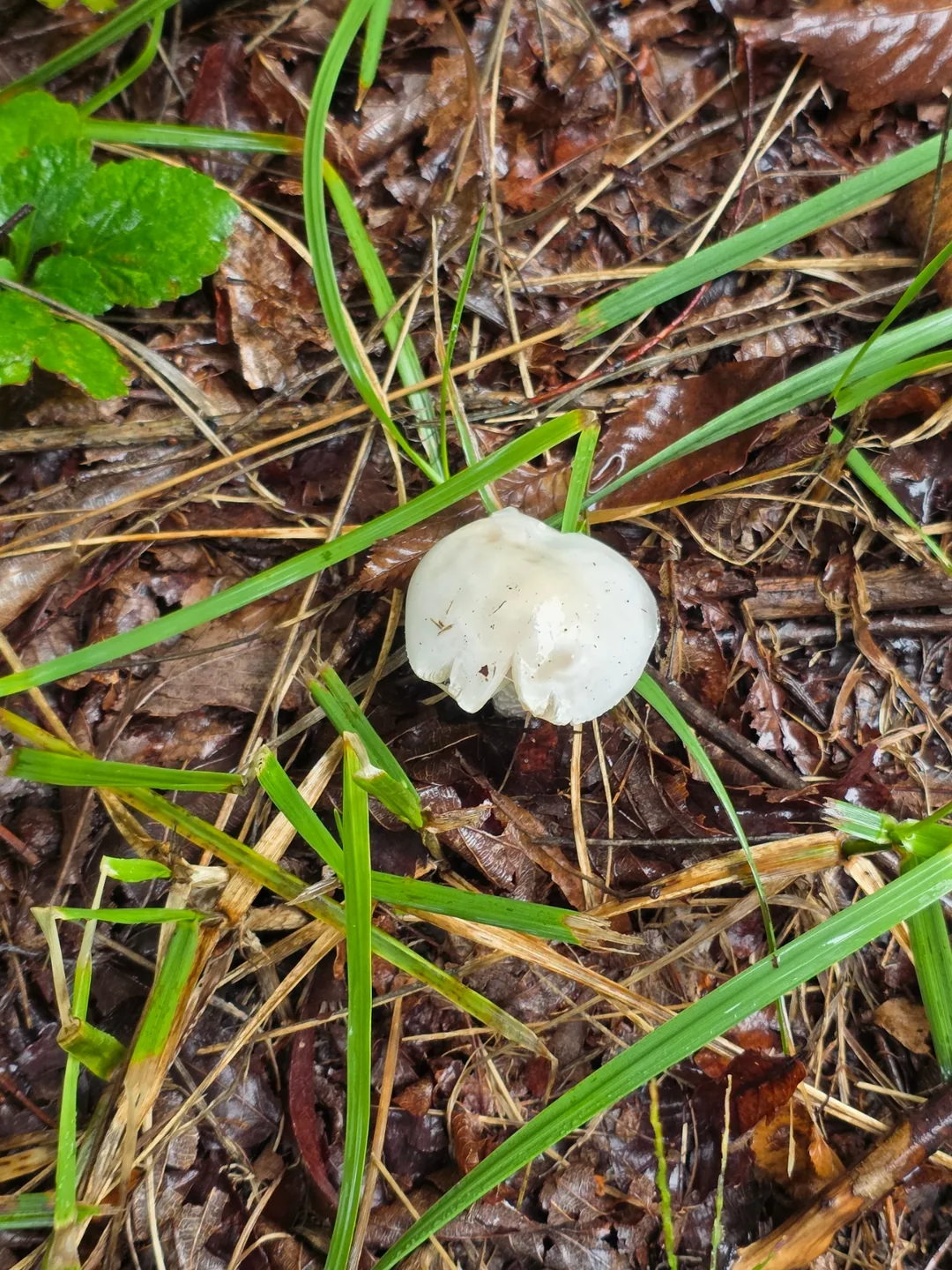 Đừng ăn chỉ vì chúng đẹp nhé~ Hãy nhường lại cho thiên nhiên🍄