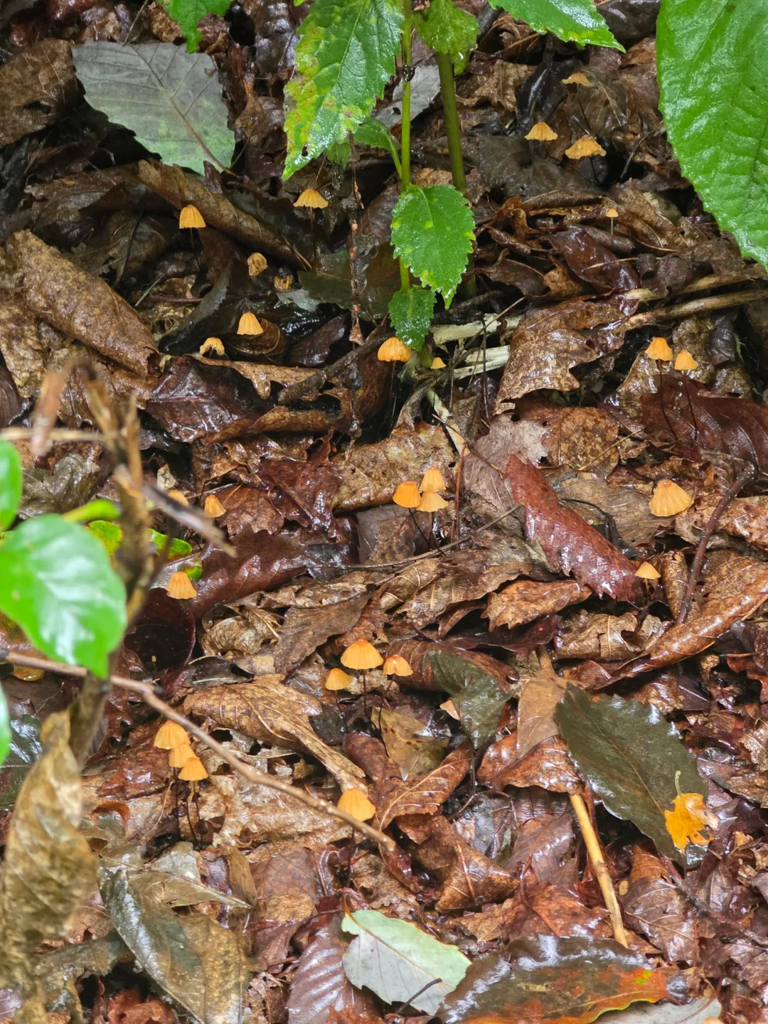 Đừng ăn chỉ vì chúng đẹp nhé~ Hãy nhường lại cho thiên nhiên🍄
