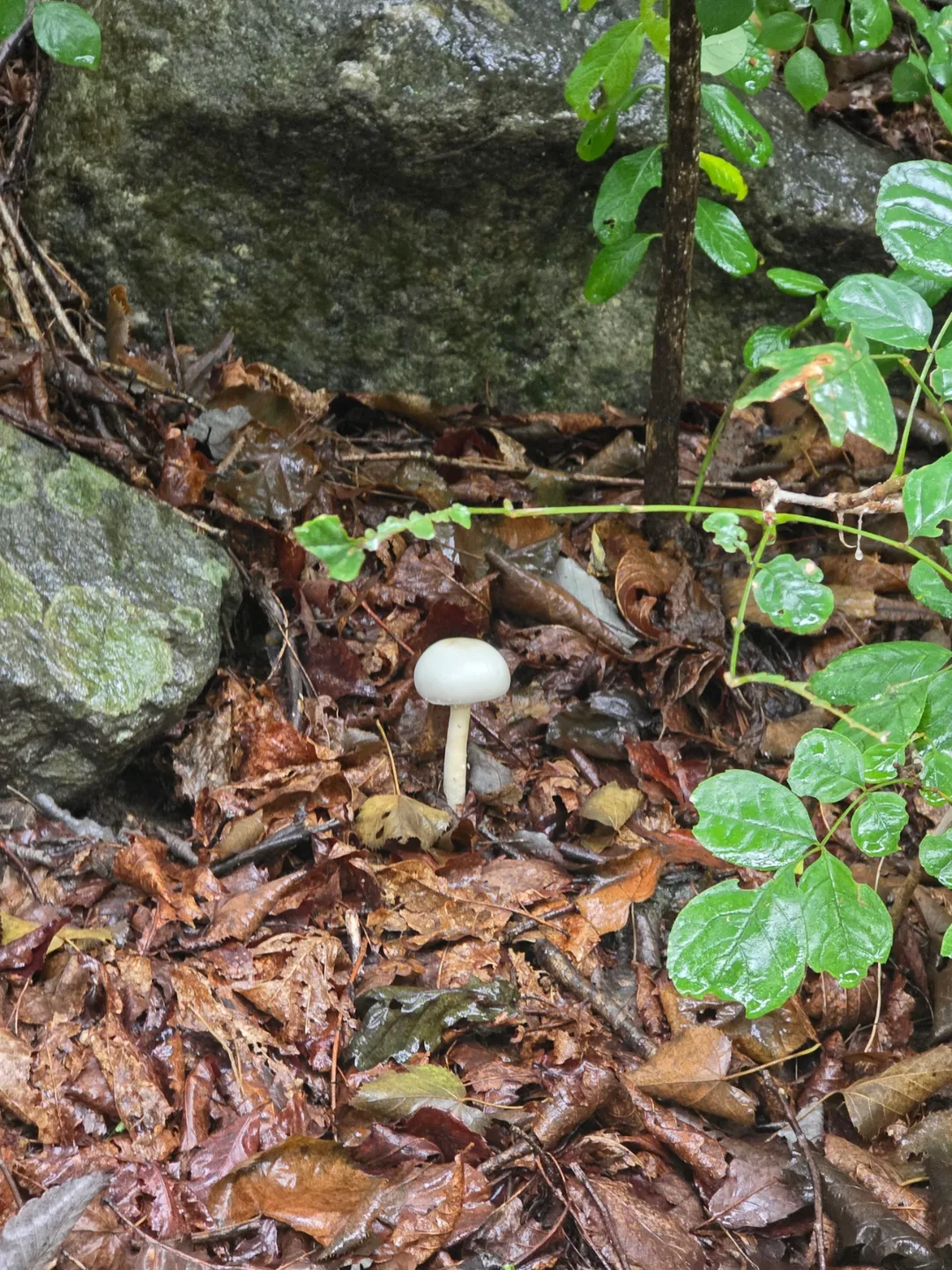 Đừng ăn chỉ vì chúng đẹp nhé~ Hãy nhường lại cho thiên nhiên🍄