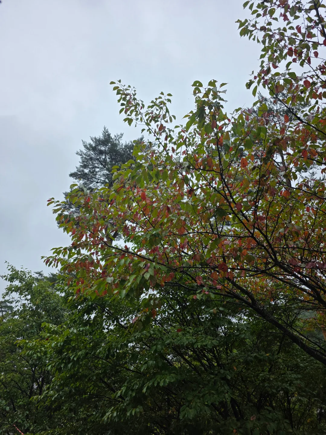 Đừng ăn chỉ vì chúng đẹp nhé~ Hãy nhường lại cho thiên nhiên🍄