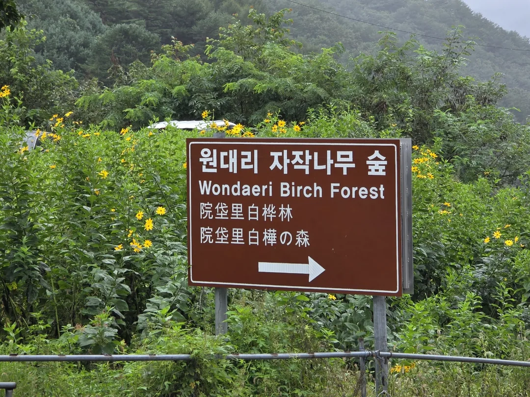 🇰🇷 Rừng bạch dương Wondaeri