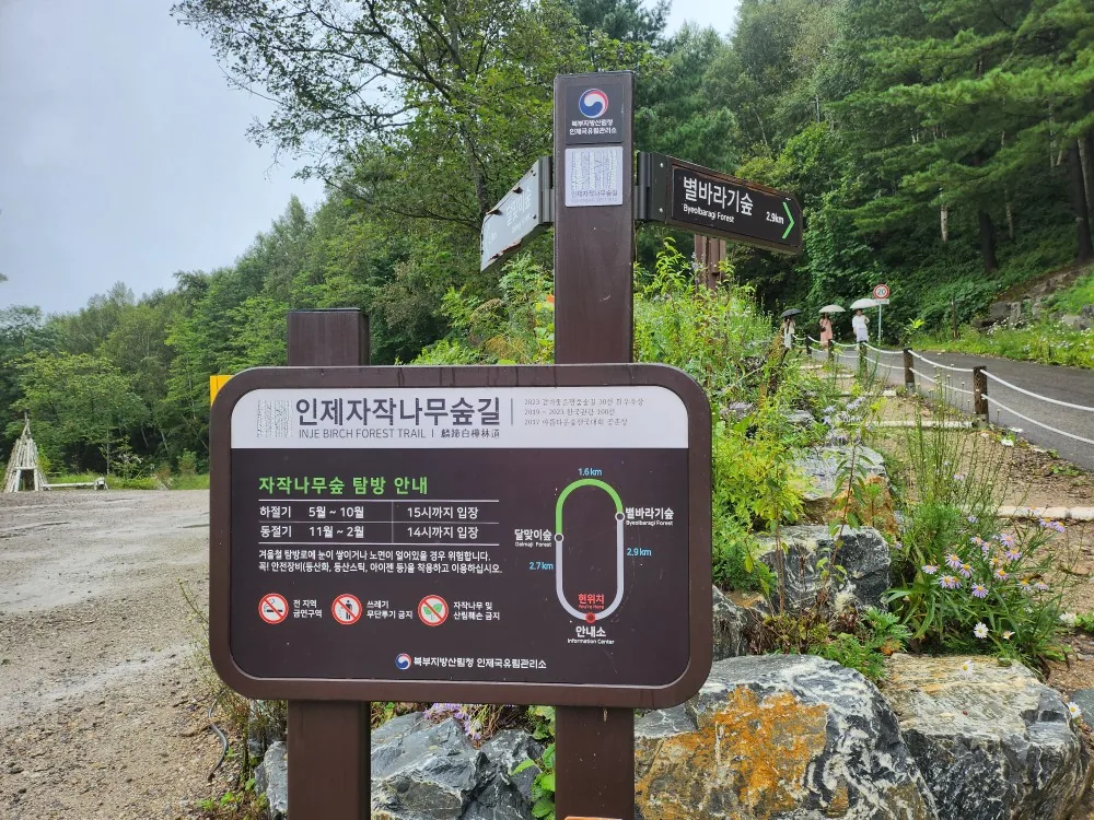 🇰🇷 Rừng bạch dương Wondaeri