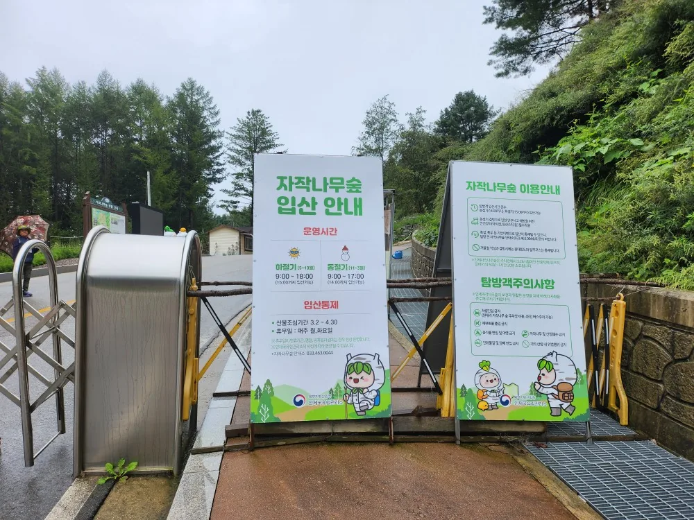 🇰🇷 Rừng bạch dương Wondaeri