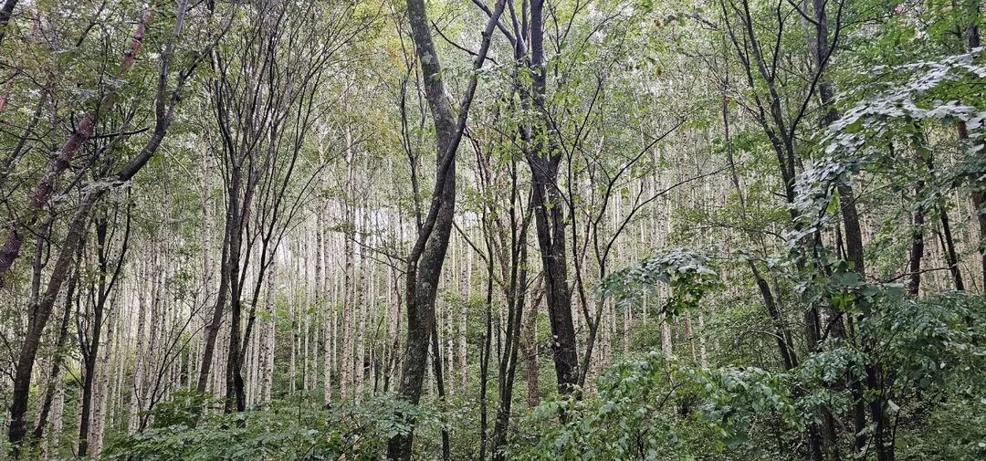 🇰🇷 Rừng bạch dương Wondaeri