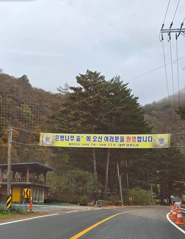 🇰🇷 Rừng cây bạch quả Hongcheon