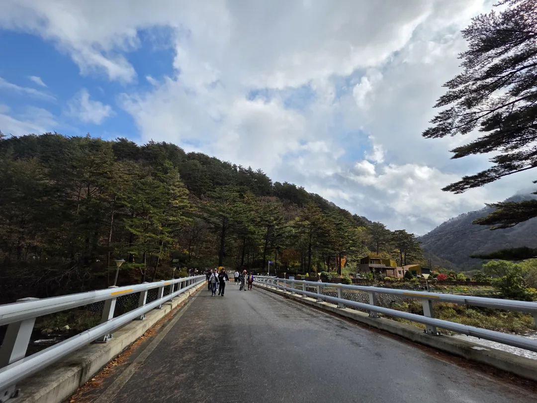 🇰🇷 Rừng cây bạch quả Hongcheon