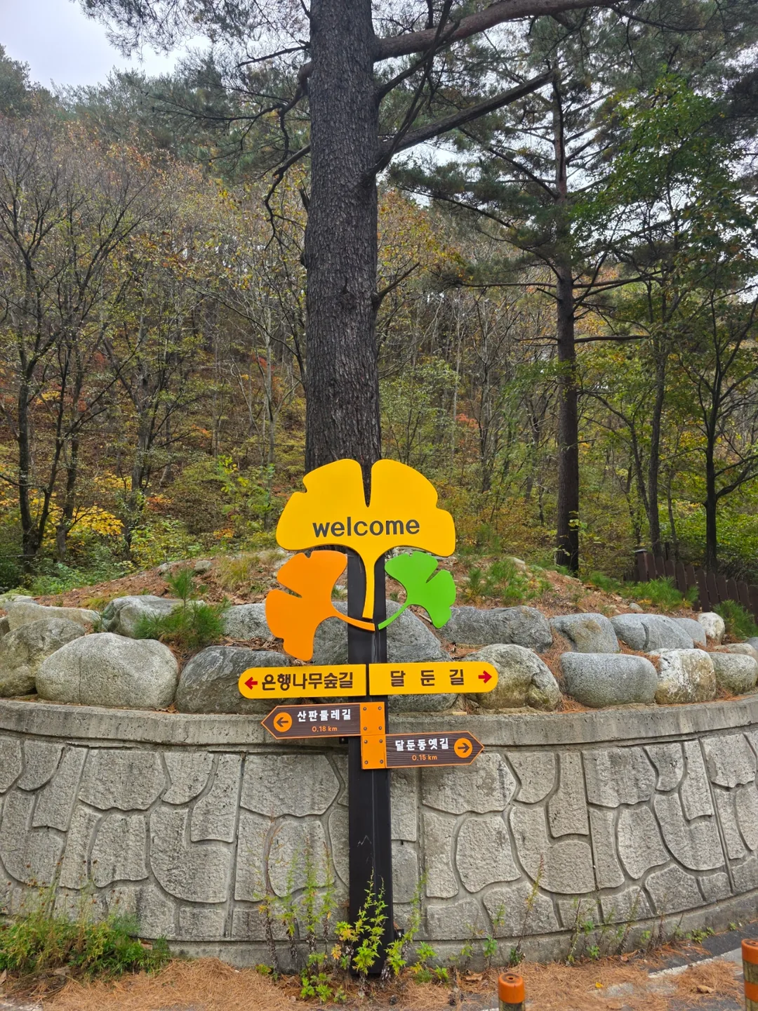 🇰🇷 Rừng cây bạch quả Hongcheon