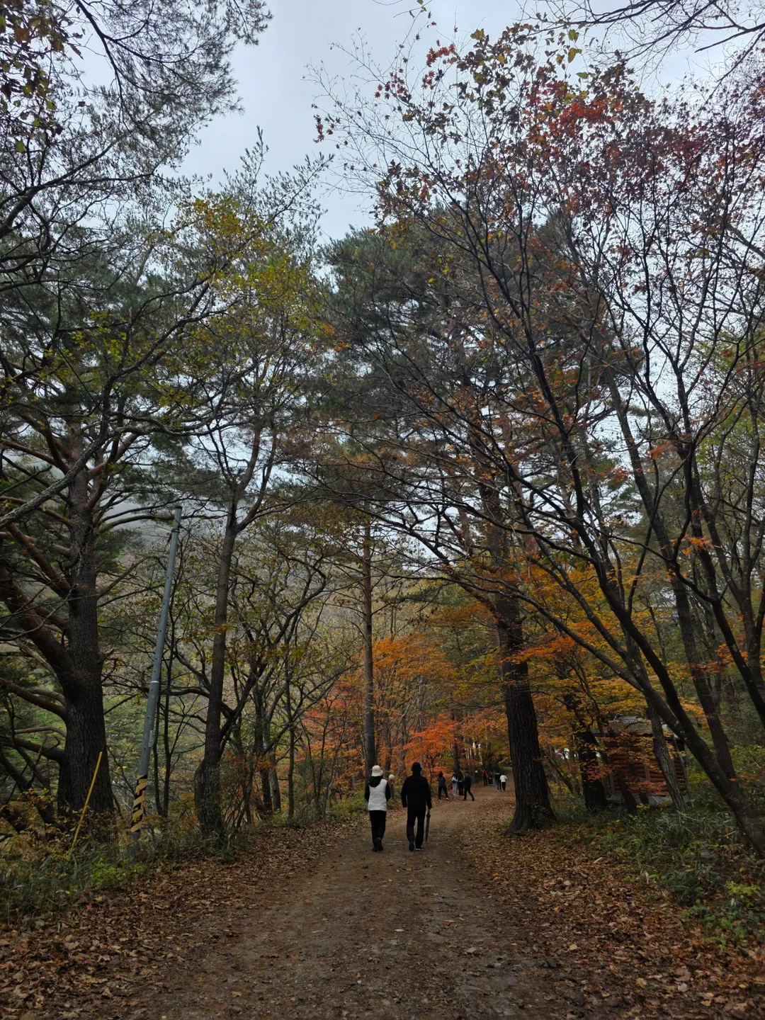 🇰🇷 Rừng cây bạch quả Hongcheon