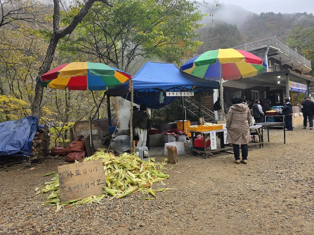🇰🇷 Rừng cây bạch quả Hongcheon