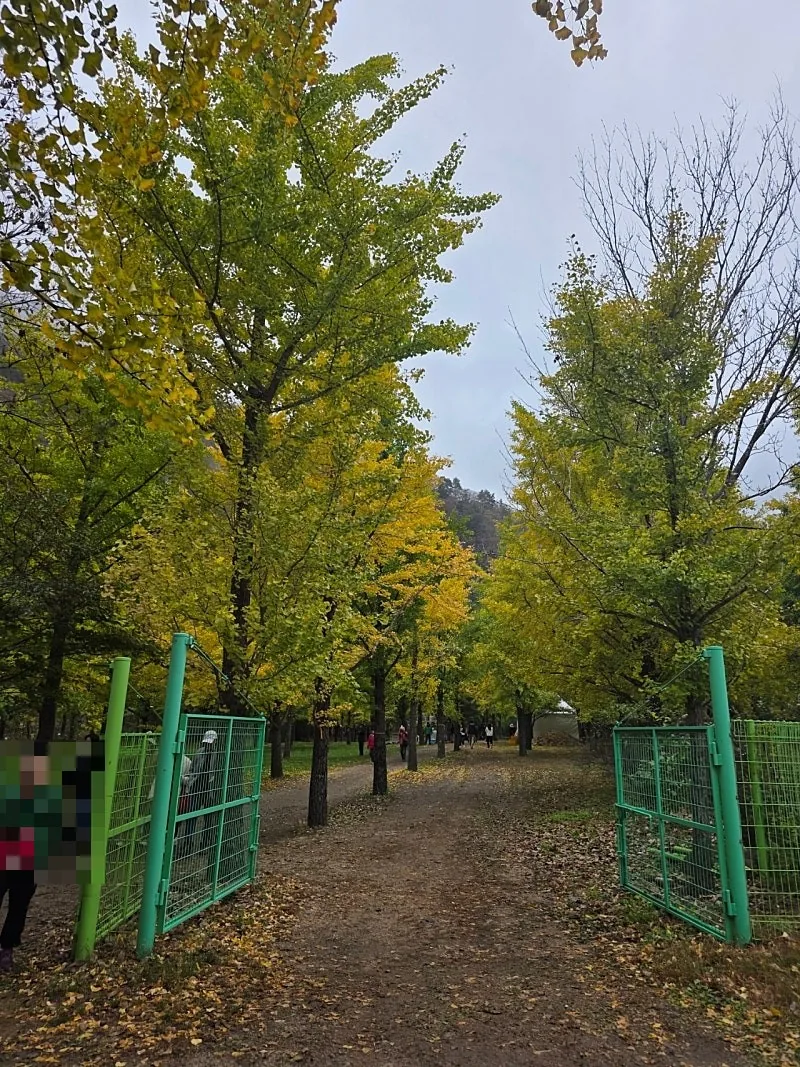 🇰🇷 Rừng cây bạch quả Hongcheon