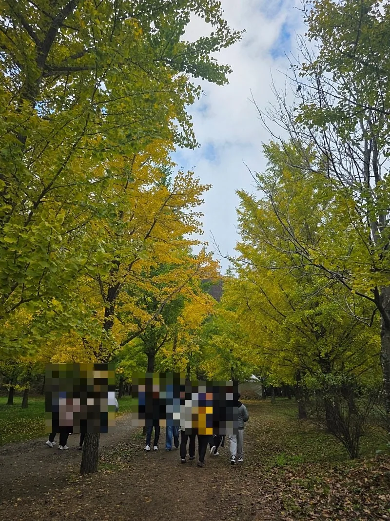 🇰🇷 Rừng cây bạch quả Hongcheon