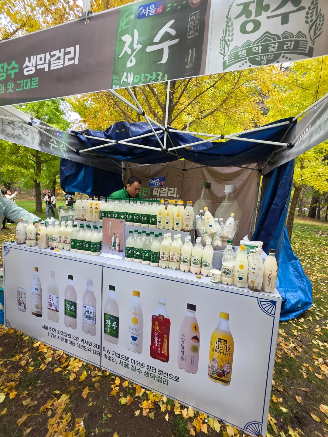 🇰🇷 Rừng cây bạch quả Hongcheon