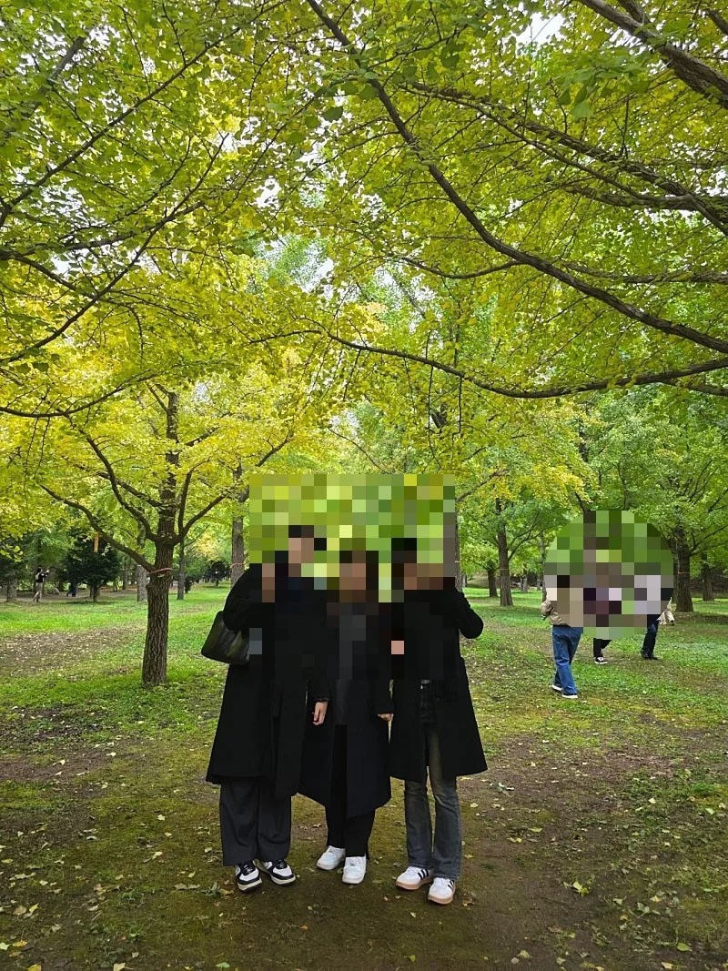 🇰🇷 Rừng cây bạch quả Hongcheon