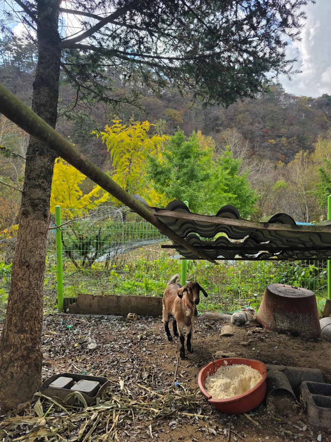 🇰🇷 Núi Odaesan, quê hương của tôi