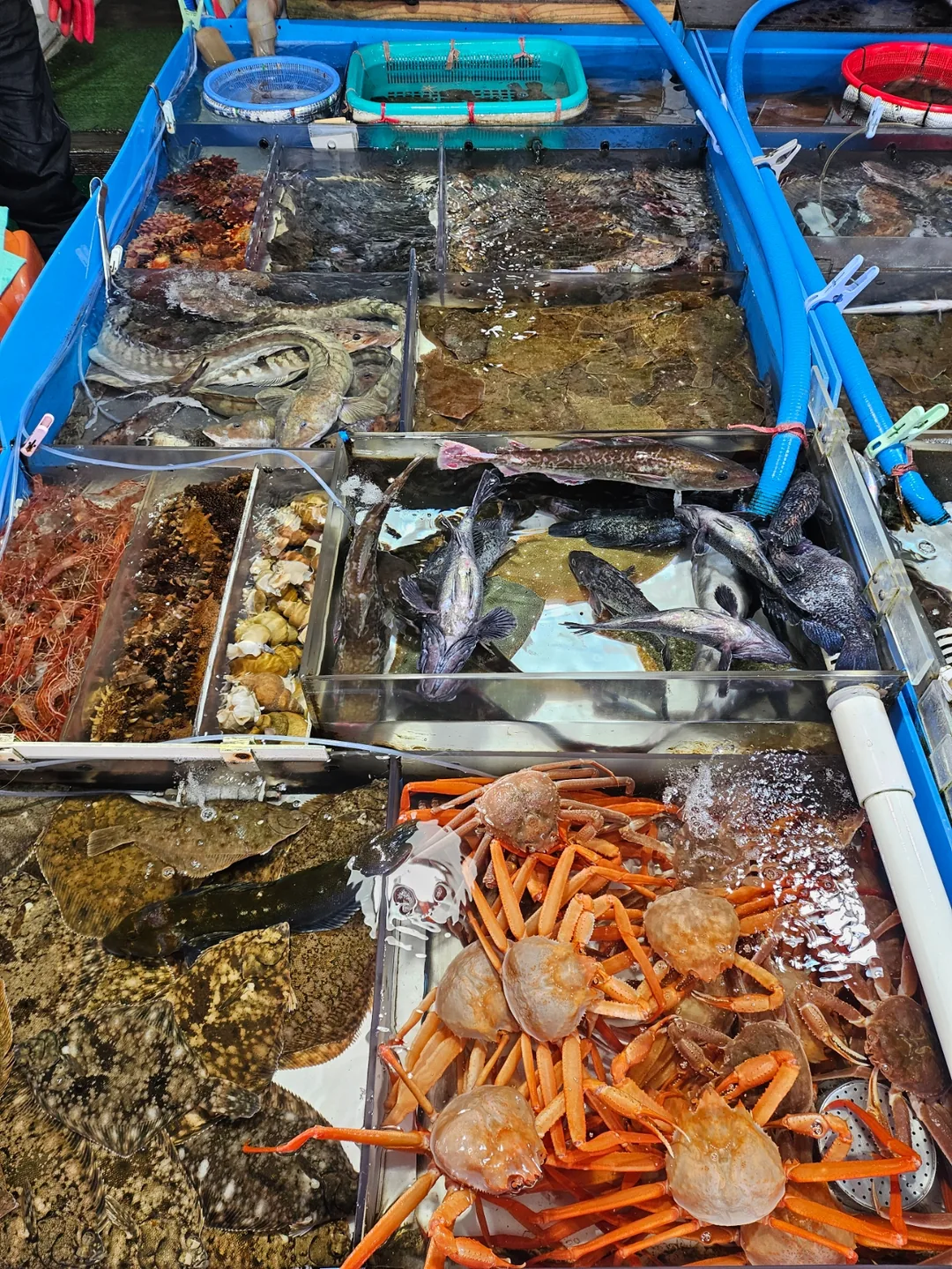 🇰🇷 Hãy để tôi sống sót trước đã 🦀 🦀 🦀